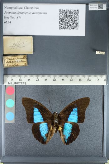 Media type: image;   Entomology 163403